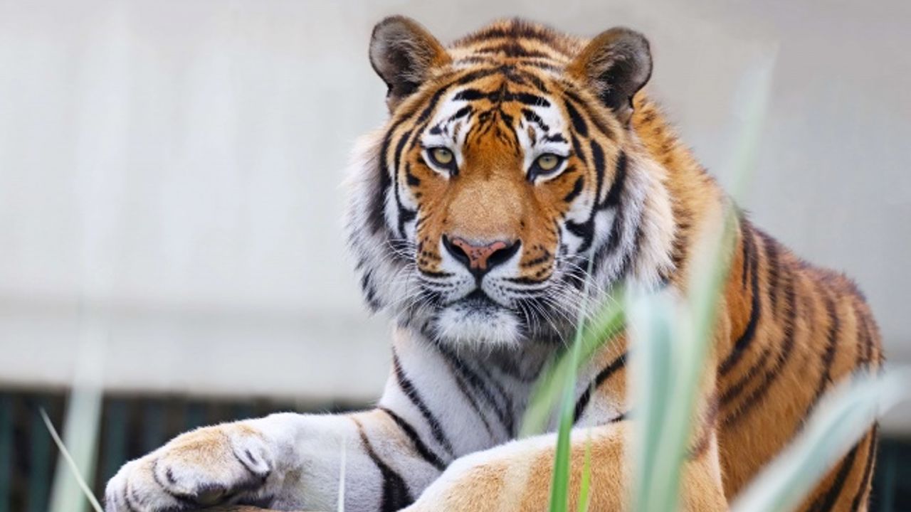 Faruk Yalçın Hayvanat Bahçesi’nde doğayla iç içe bir bayram