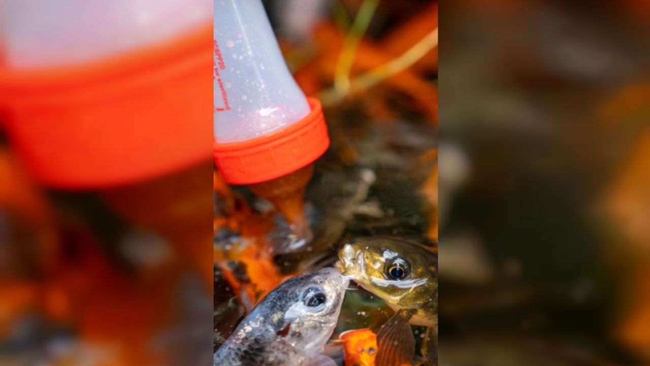 Biberonla beslenen balık gördünüz mü?