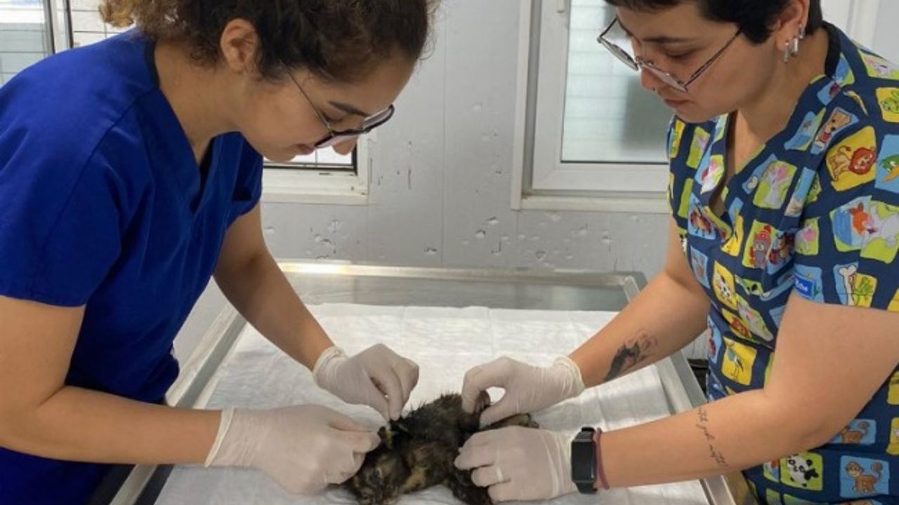 Bodrum'da yaralanan yavru kedi için seferber olundu