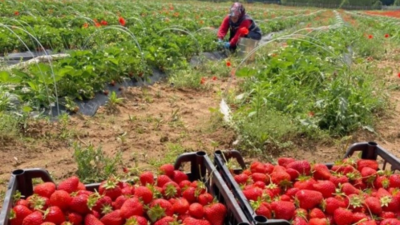 İzmit'te 'Çilek Hasadı'na hava muhalefeti engeli