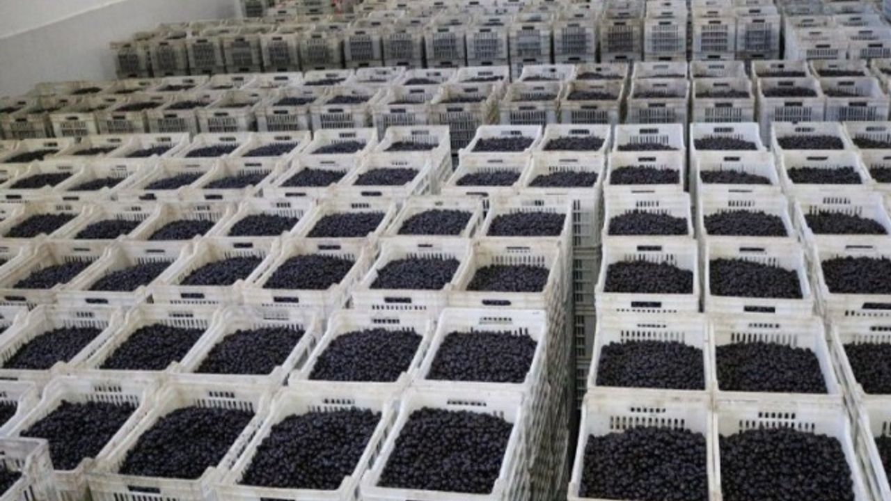 Zeytin üreticisi ortaktan 2,8 milyar TL'lik teslimat