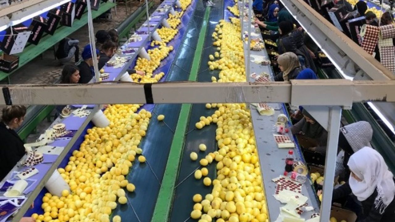 Dünya sofraları Türkiye'den hem lezzet, hem şifa alıyor
