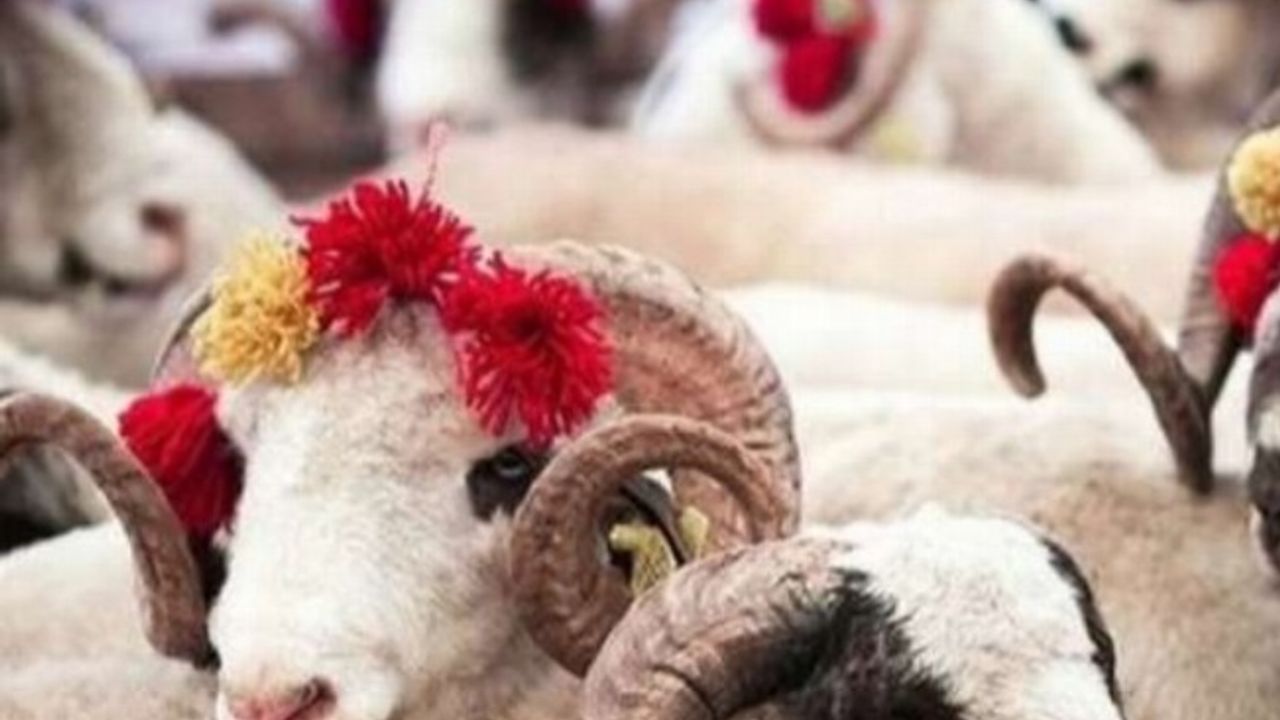 Türk Kızılayı'nın kurban vekalet fiyatları belli oldu