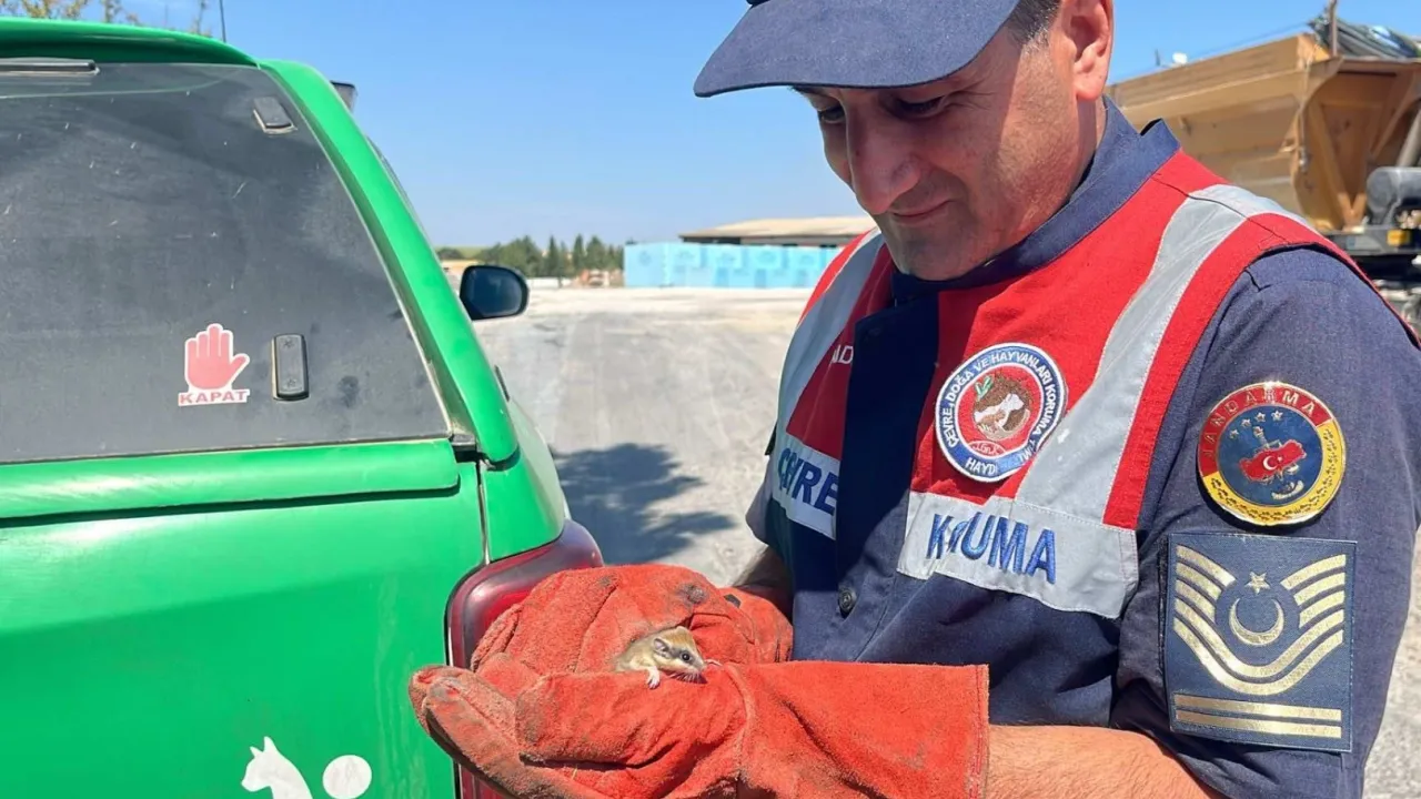 Jandarma nesli tehlike altında olan Yediuyur yavrusunu kurtardı
