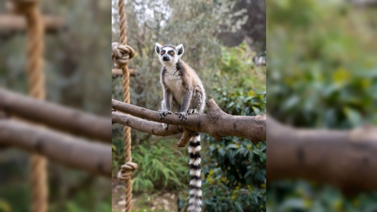 FYZoo, Dünya Lemur Günü’nde Lemurların  Korunmasına Dikkat Çekiyor!