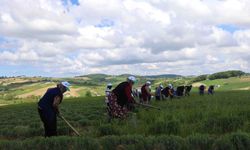 Tıbbi ve aromatik bitkilere bahar temizliği!