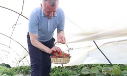 Başkan Büyükakın çilek hasadına katıldı