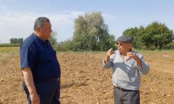 CHP'li Gürer: Tarlada ziyan, çiftçide isyan!