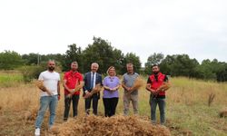 İzmit Belediyesi ilk nohut hasadını yaptı