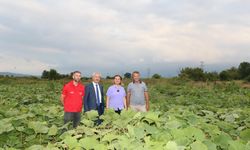 4 dönümlük tarlaya balkabağı ekildi
