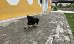 Zifte bulanmıştı, Yaşama Tutundu!