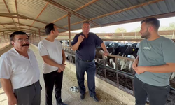 CHP'li Gürer: Şap salgını hayvancılığı vurdu