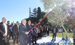 GTÜ Zeytinlikte Hasat Gerçekleştirildi