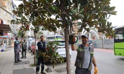 Çayırova’da budama çalışmaları başladı