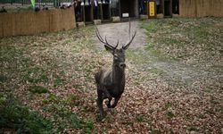 8 kızıl geyik daha Kuzuyayla’da doğaya salındı