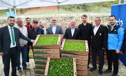 Sebze Fidesi Dağıtım Töreni Kadıllı’da Gerçekleşti