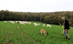 Kocaeli'de meralar yemyeşil bir görünüme kavuştu