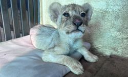 Aslan Yavrusu Aslan Park’ta Koruma Altına Alındı