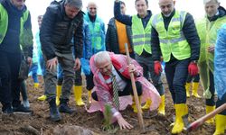 Gebze Ticaret Odası Hatıra Ormanına 15.000 Fidan