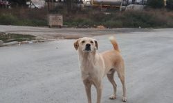 Evcil Hayvan Sahiplerine Mikroçip Uyarısı!