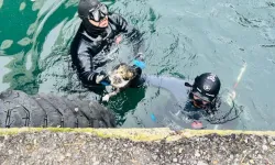 İzmir'de iskele altında sıkışan kediyi itfaiye kurtardı