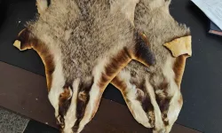 Kilis'te Suriye'den Türkiye'ye getirilen 5 hayvan postu bulundu