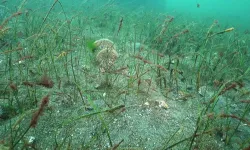Prof. Dr. Sarı'dan Belediye Başkanlarına çağrı: Marmara için denize inin!