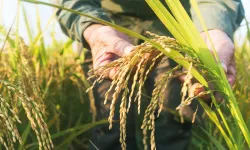 TMO çeltik alım fiyatlarını açıkladı...