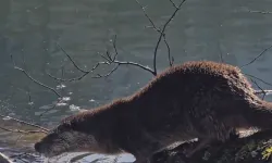 Yedigöller Milli Parkı'nda su samuru görüntülendi