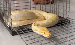 Denizli'de AVM'de sergilenen pitona el konuldu