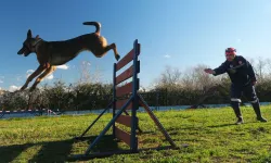 Büyükşehir Belediyesi K9 Arama Kurtarma Köpekleri Hazır Kıta