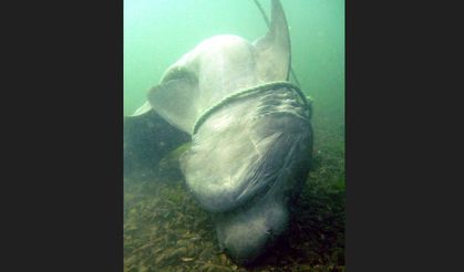 Marmara’da köpek balığı ve vatoz sayısında artış