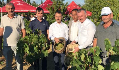 Başkan Büyükakın, İzmit’te  üzüm hasadına katıldı
