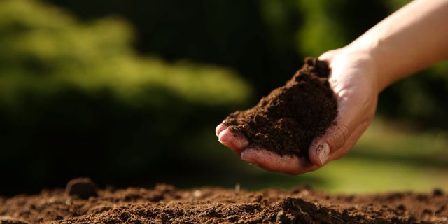 TEMA Vakfı: Sağlıklı topraklara ihtiyacımız var!