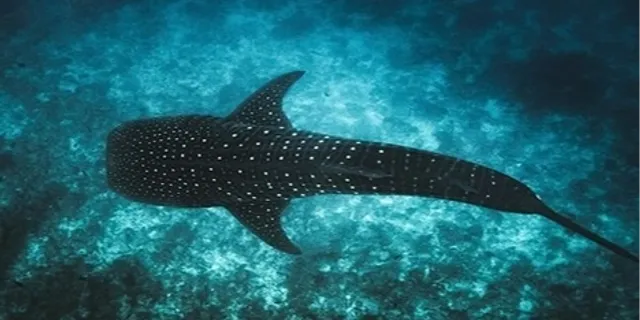 Maldivler ikonik balina köpek balıklarını korumak için Tech4Nature projesini başlattı