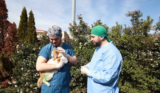 Yaralı halde bulunan kedi sağlığına kavuştu!