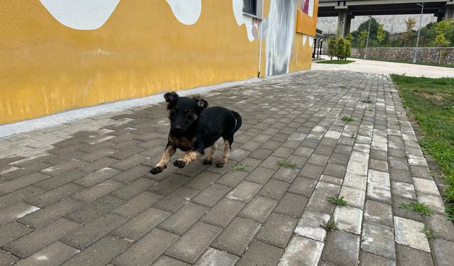 Zifte bulanmıştı, Yaşama Tutundu!