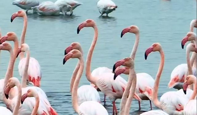 İzmit Körfezi’nde pembe flamingoların dansı mest etti