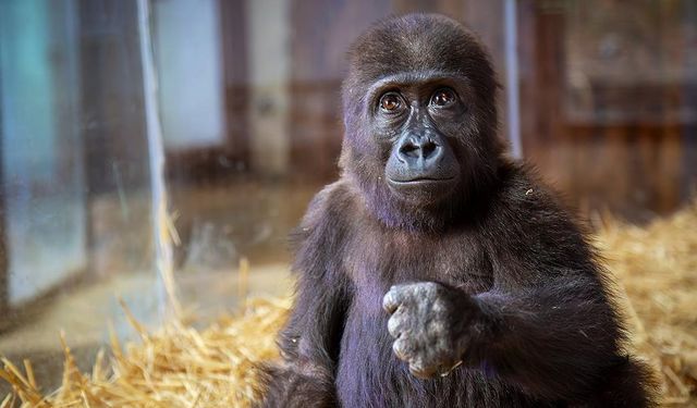 Yavru Goril Zeytin’in Türkiye’de Kalmasına Tepki Yağdı!