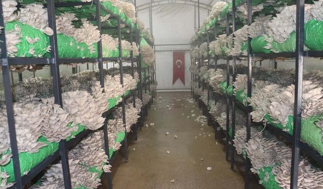 İzmit Belediyesinden 2,5 tonluk istiridye mantarı hasadı