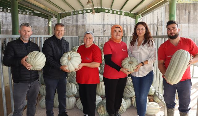 İzmit Belediyesi 8 ton bal kabağı hasadı gerçekleştirdi