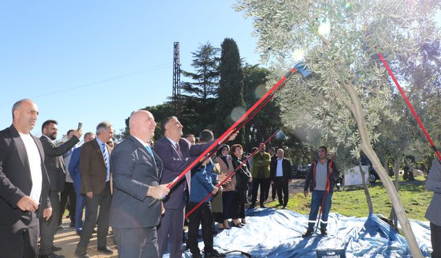 GTÜ Zeytinlikte Hasat Gerçekleştirildi