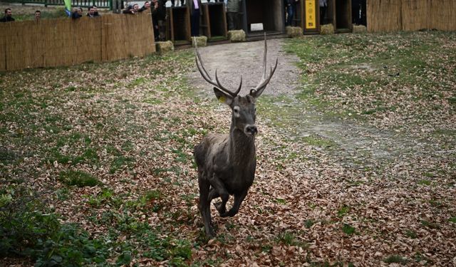 8 kızıl geyik daha Kuzuyayla’da doğaya salındı