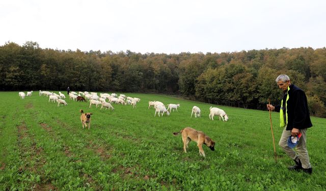 Kocaeli'de meralar yemyeşil bir görünüme kavuştu