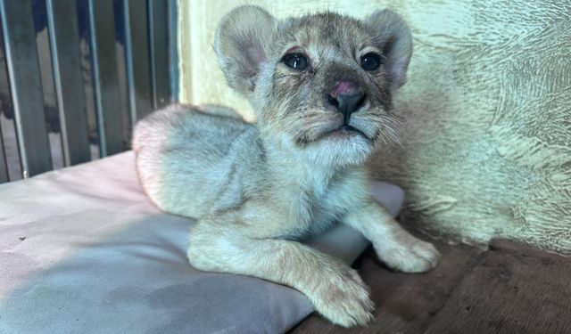 Aslan Yavrusu Aslan Park’ta Koruma Altına Alındı