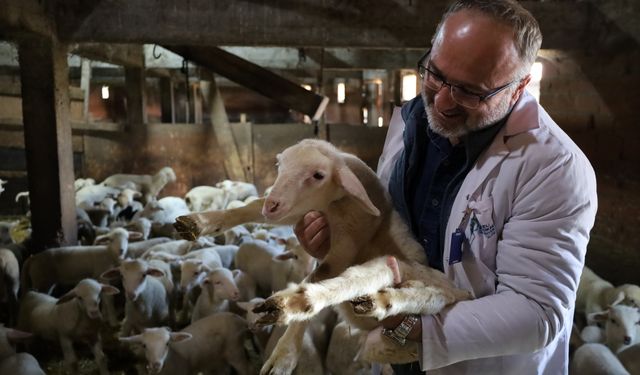 Kocaeli Büyükşehir’den hayvancılığa güçlü destek
