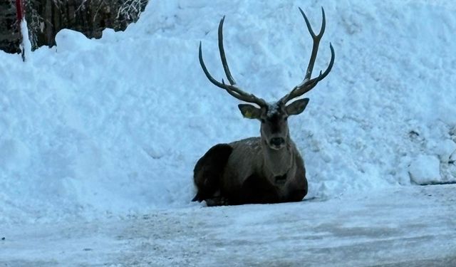 Kuzuyayla’da kızıl geyik görüntülendi
