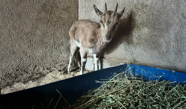 Finike'deki bitkin keçi Kumluca'da tedavi altına alındı