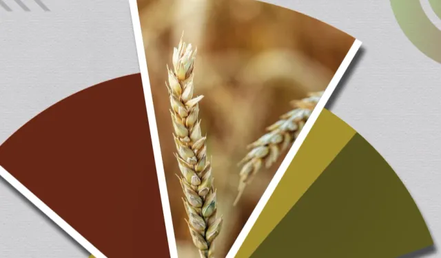 Hububat ve bakliyatta ekilişler gecikti, gelişim yavaşladı