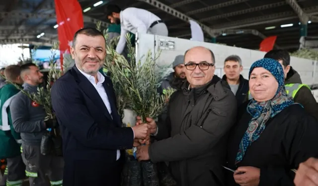 Üreticiye 84 bin sertifikalı zeytin fidanı